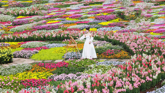 Manhua Sea of Flowers