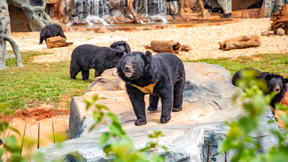 Hainan Tropical Wildlife Park And Botanical Garden