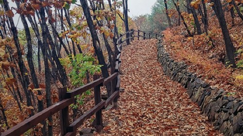 Romyzian Garden