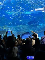 COEX Aquarium