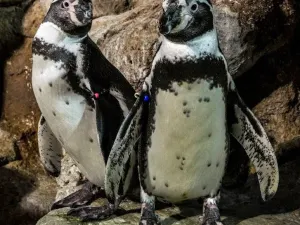Acquario di Barcellona