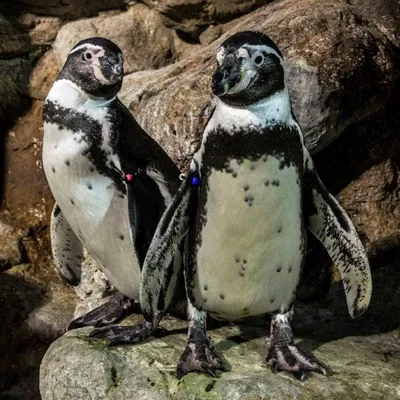 3_Aquarium Barcelona