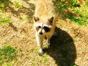 Luohe Wildlife Park