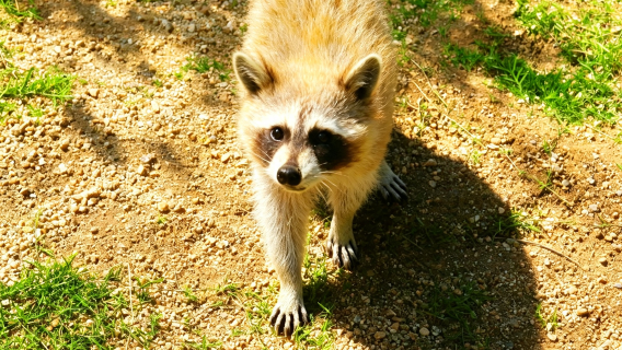 Luohe Wildlife Park