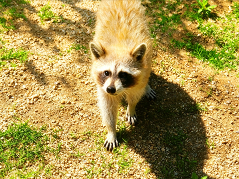 Luohe Wildlife Park