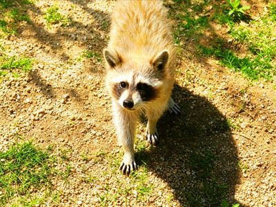 Luohe Wildlife Park