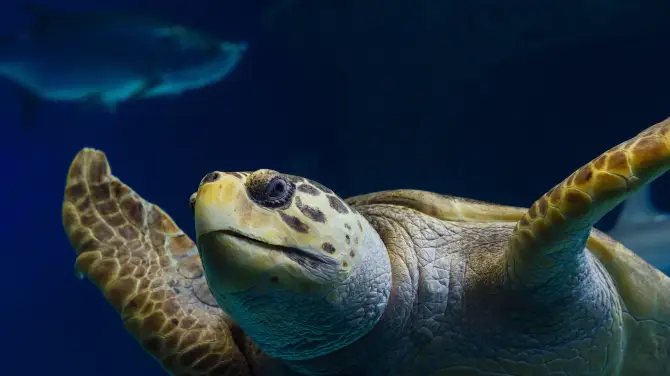 3_The Florida Aquarium