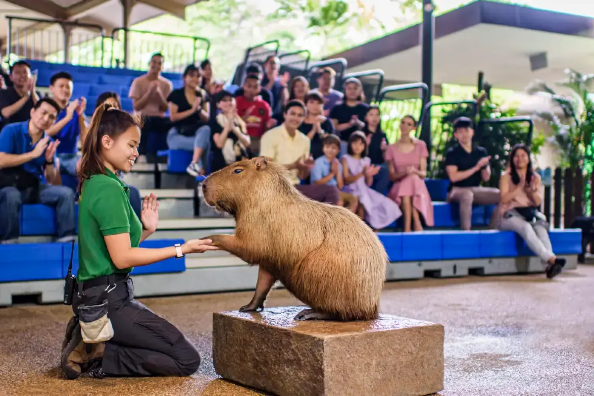 Top Things to do at the Singapore Zoo