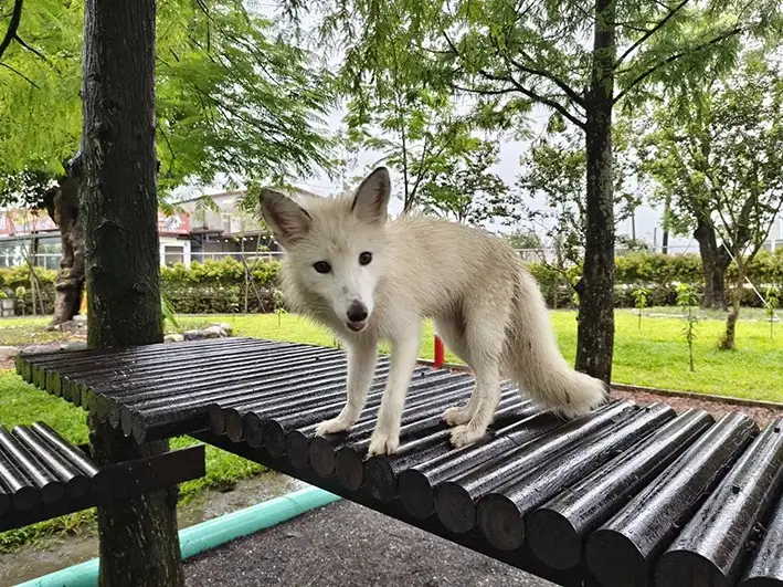 5_宜蘭狐狸村(九九峰動物樂園)
