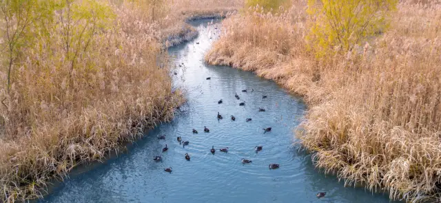 Bird watching in Yancheng