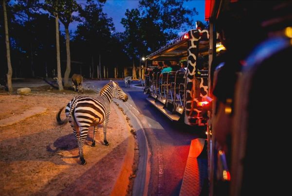 Chiang Mai Night Safari