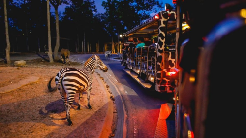 清邁夜間動物園