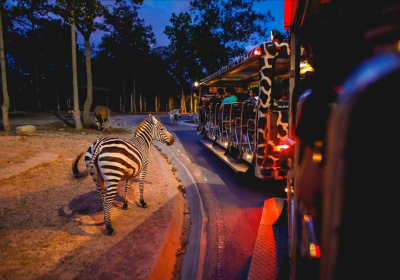 清邁夜間動物園