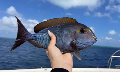 Sea Angling in Sansha