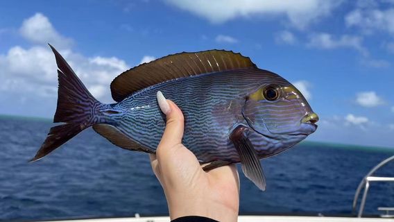 Sea-fishing in Sansha