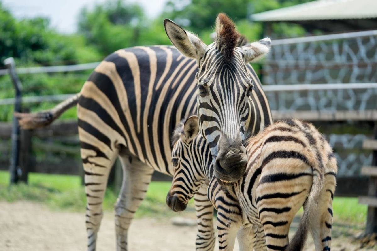 台南捷運, 頑皮世界野生動物園