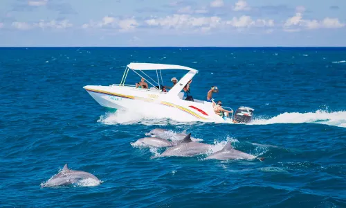 Dolphin Watching Cruise in Sydney