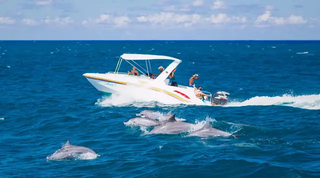 Dolphin Watching Cruise in Sydney