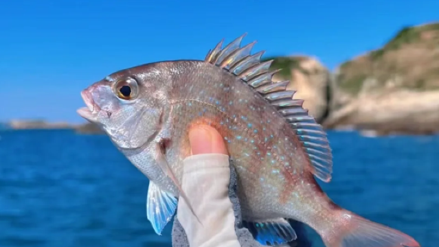 Sea-Fishing in Rizhao
