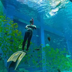 Dali Ocean World