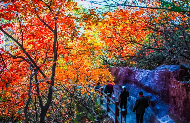 Fall Foliage Sightseeing in Jiaozuo