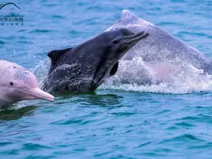 Guanglv Dolphin Bay Dolphin Watching Cruise