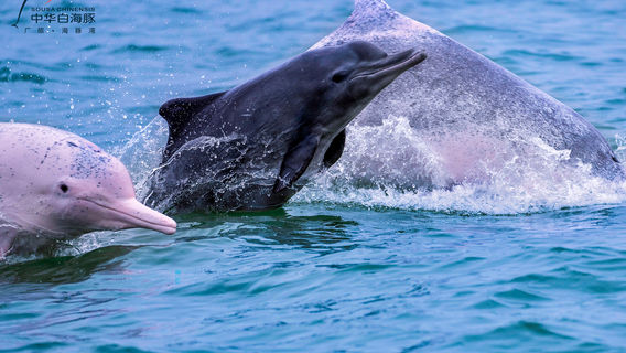 Guanglv Dolphin Bay Dolphin Watching Cruise