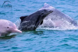 Guanglv Dolphin Bay Dolphin Watching Cruise