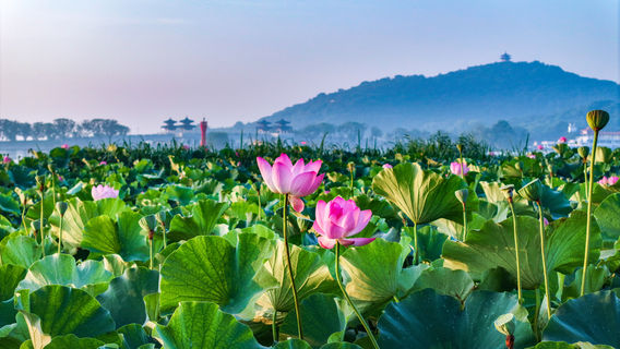 Tai Hu Yuantouzhu Scenic Spot