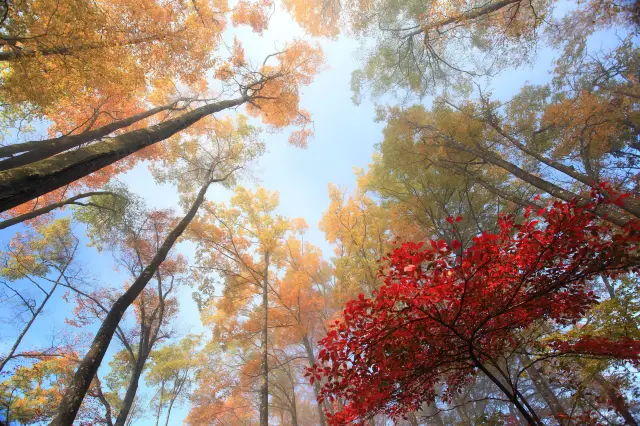 Fall Foliage Sightseeing in Bazhong