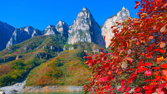 Fall Foliage Sightseeing in Jiaozuo