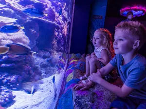 SEA LIFE 선샤인코스트 수족관