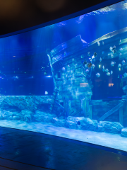 Lotte World Aquarium Hanoi