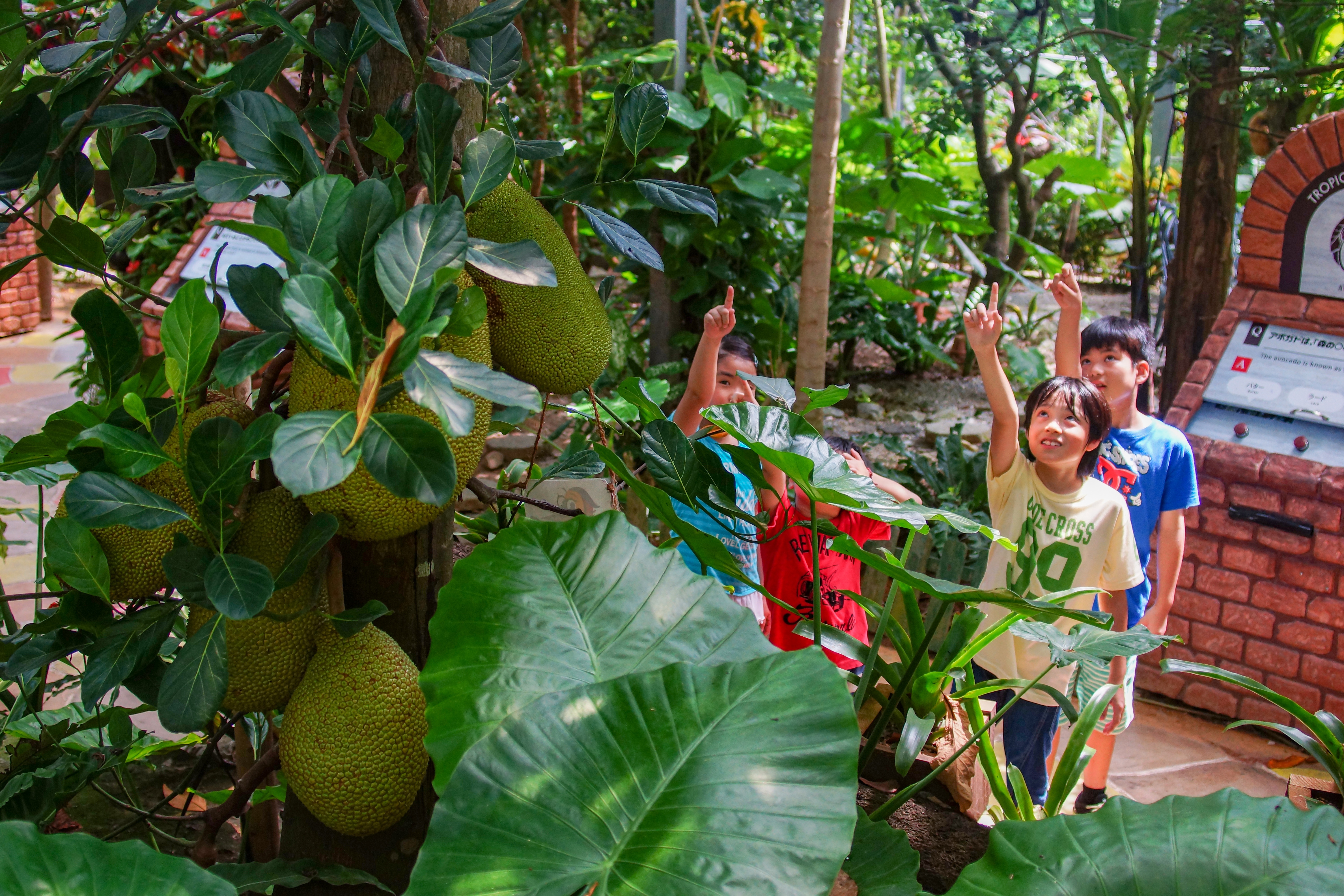 Okinawa Fruits Land Admission E-Ticket＋Mini mango shaved ice