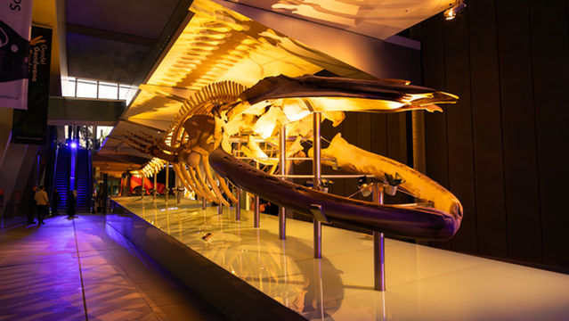 Melbourne Museum