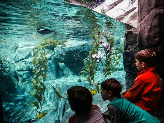 2_Georgia Aquarium