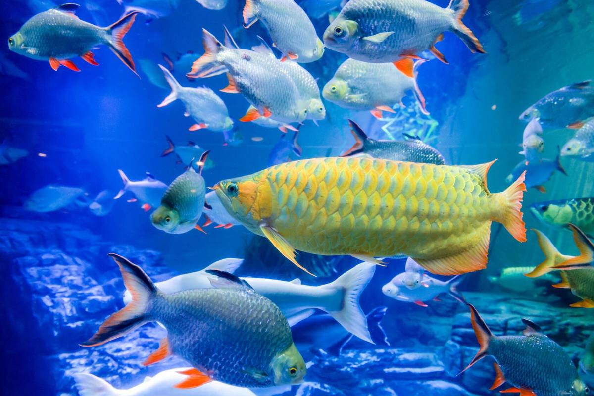 上海海洋水族館