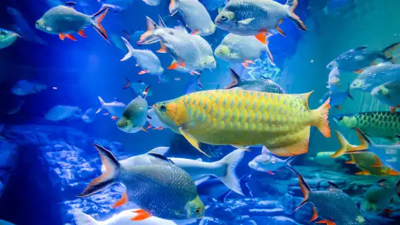 ทัวร์ส่วนตัวครึ่งวันพิพิธภัณฑ์สัตว์น้ำเซี่ยงไฮ้