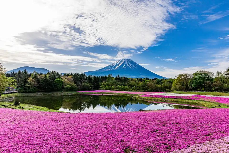 3_富士芝桜まつり