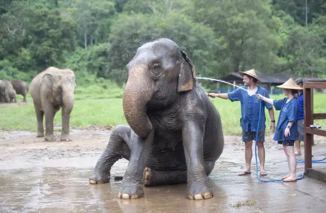 Chiang Mai Elephant Interaction