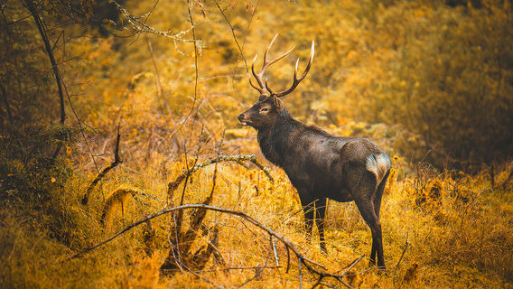 Erlang Mountain National Forest Park