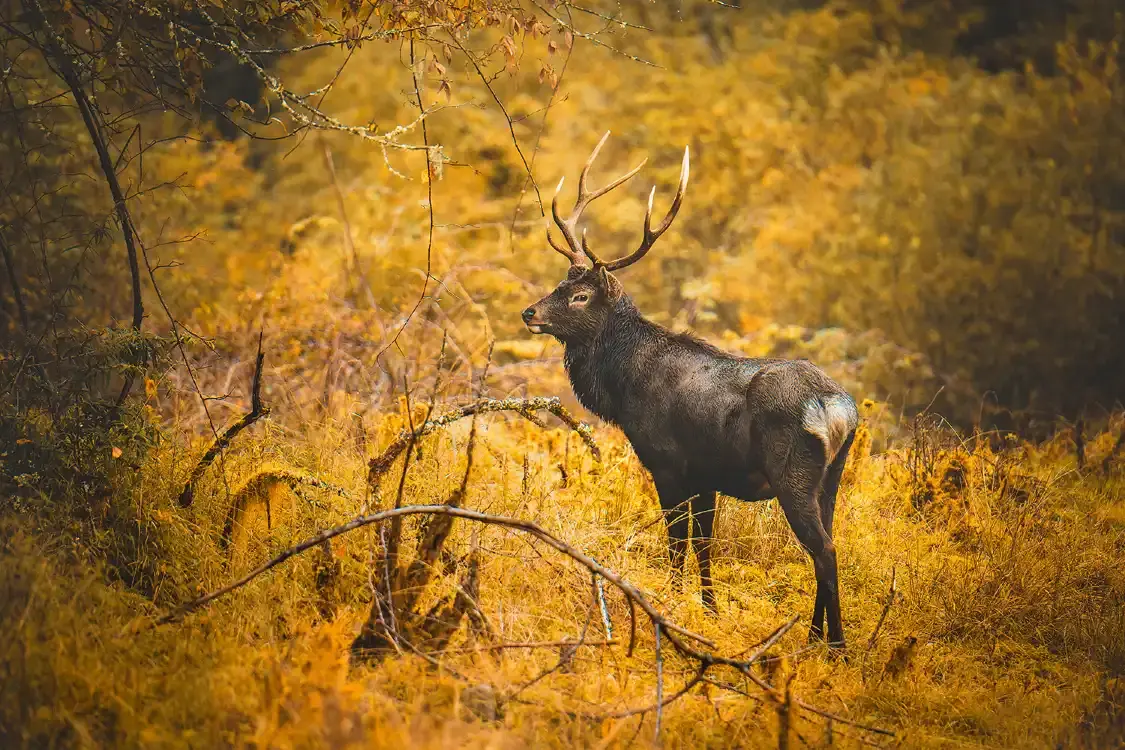 Hotels near Erlang Mountain National Forest Park