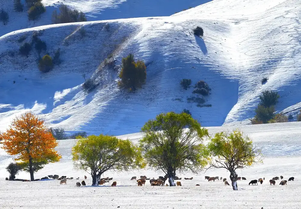 Hotels near Nalati Scenic Area