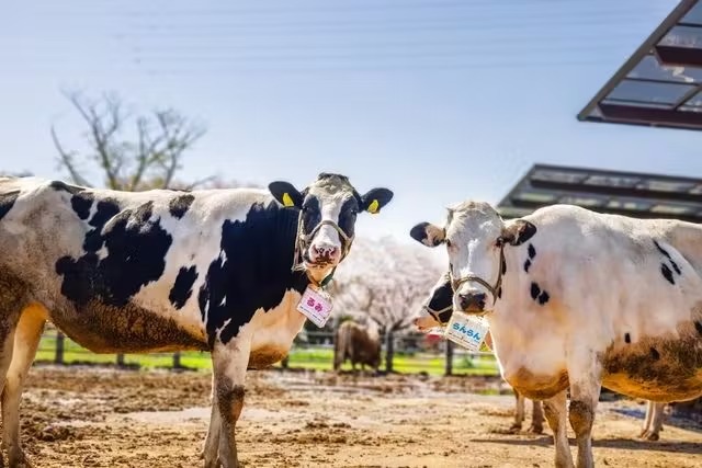 千葉 成田ゆめ牧場 入場Eチケット 予約（即日発券）