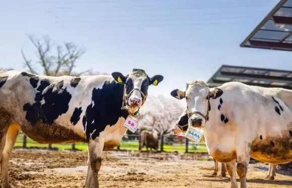 成田夢牧場門票小童