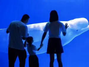 Chengdu Polar Ocean  Park
