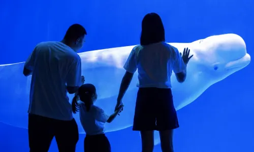 Chengdu Polar Ocean  Park