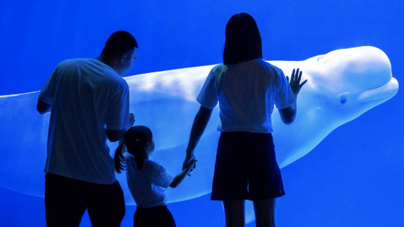 Chengdu Polar Ocean Park