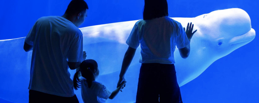 Chengdu Polar Ocean  Park
