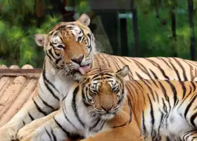 สวนสัตว์ป่ายูนนาน